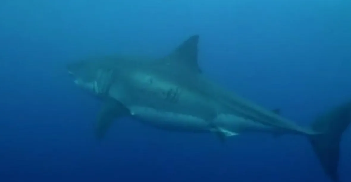 Největší bílý žralok na světě? Podívejte se na něj