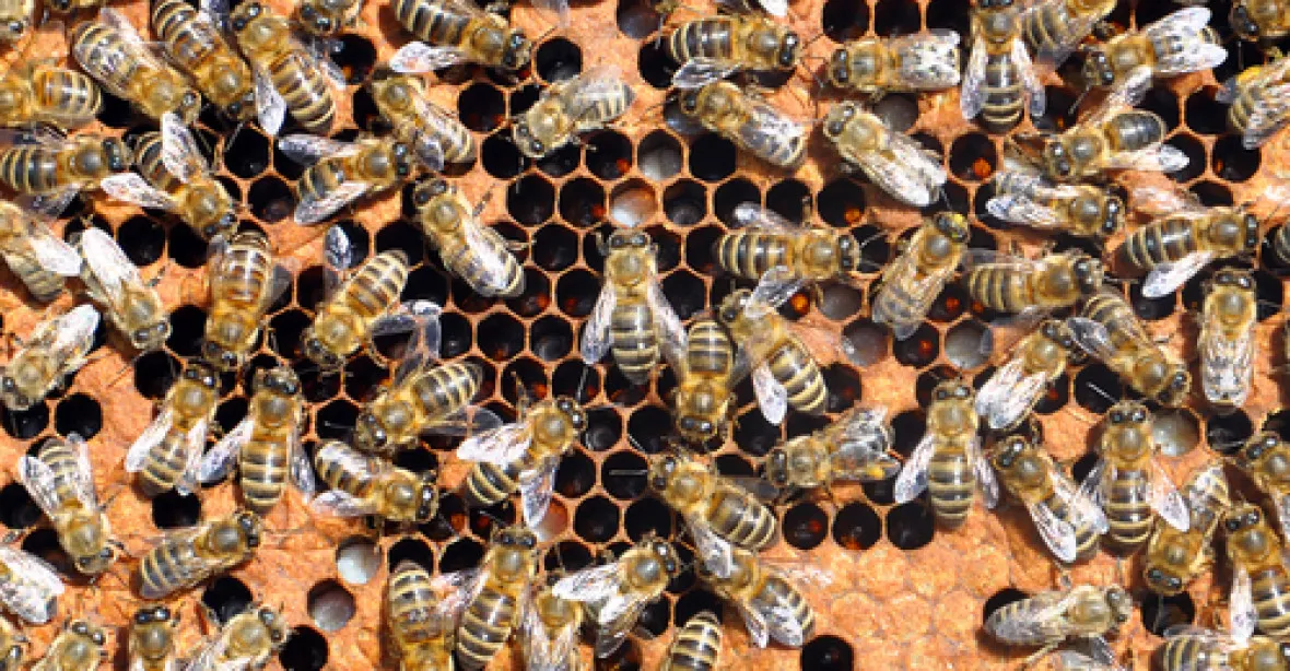 Muže téměř ubodaly včely, přežil až 1000 žihadel
