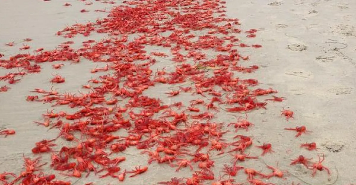 Invaze korýšů. Krabi vylezli z moře a pláže jsou rudé