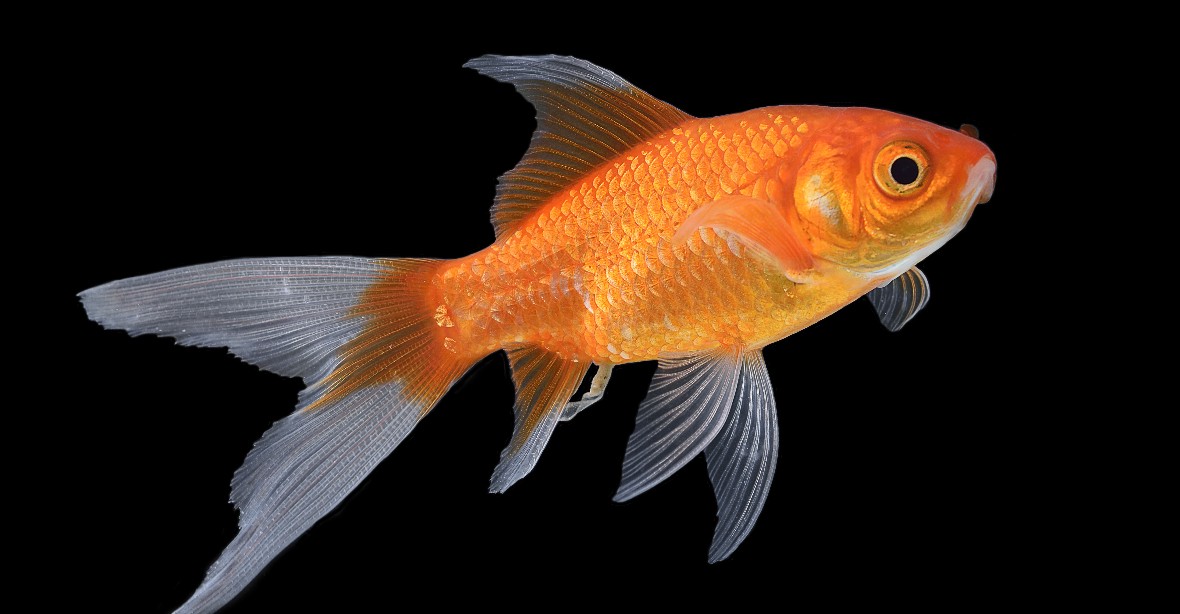 Nesplachujte zlaté rybky do záchodu, varují úřady