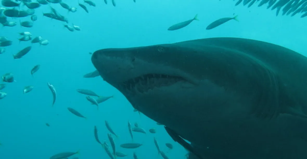 U pobřeží Severní Karolíny už posedmé zaútočil žralok