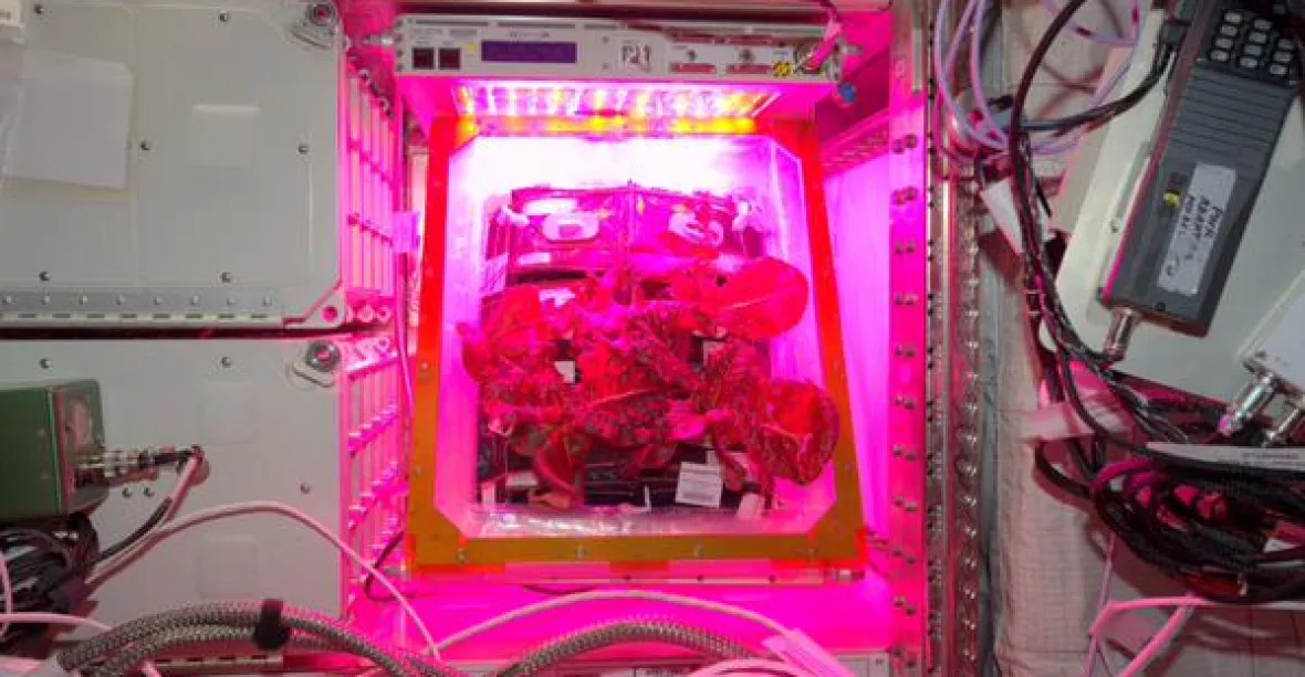Historická chvíle. Astronauti poprvé jedli salát vypěstovaný ve vesmíru