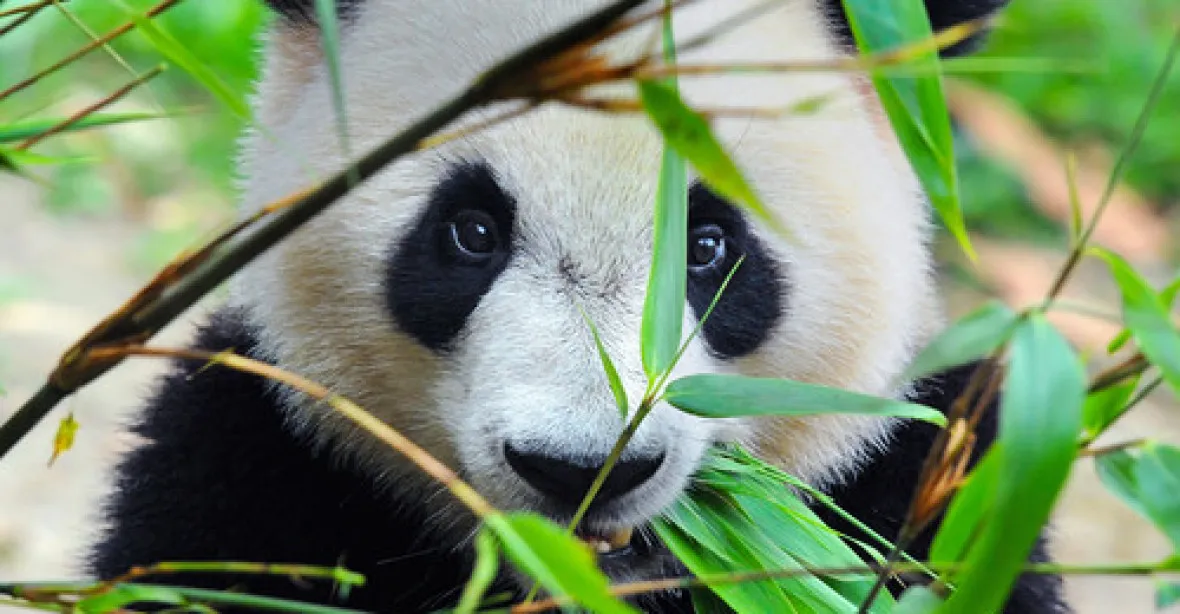 VIDEO: Panda porodila dvojčata. Jsou 900x menší, než ona