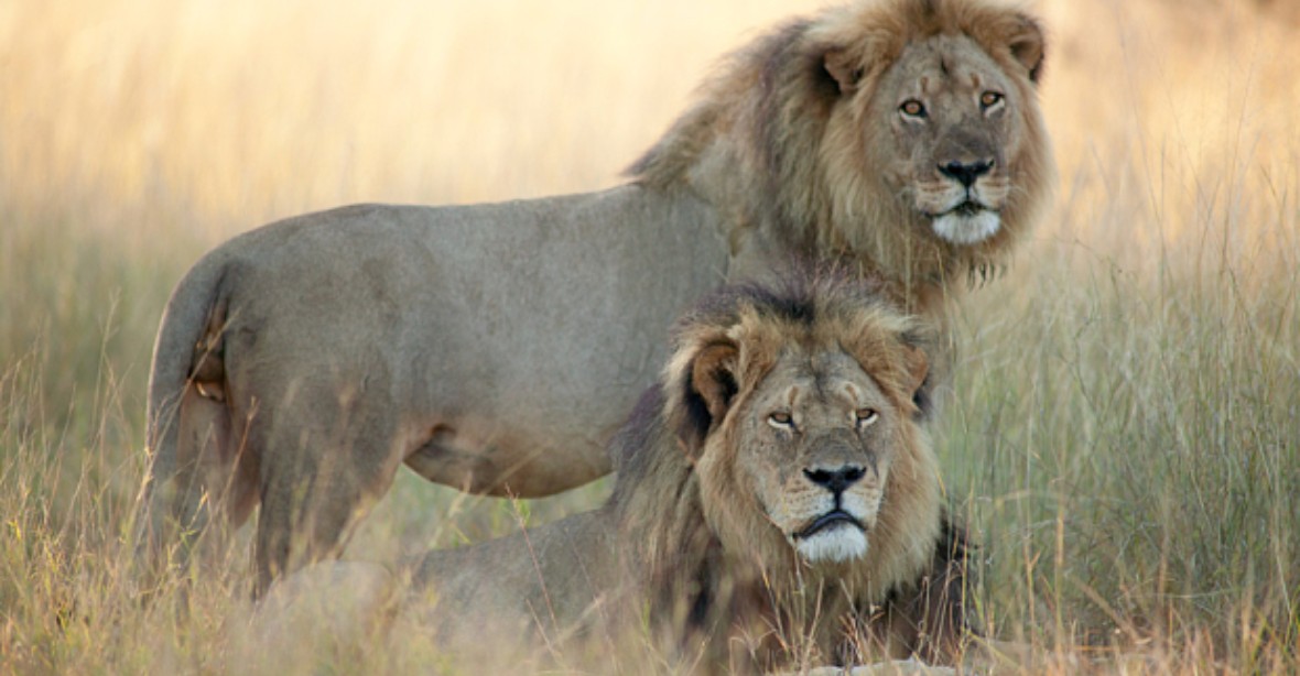 Lev zabil turistického průvodce v parku, v němž žil i lev Cecil
