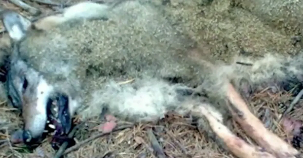 Na Kokořínsku našli patrně mrtvého vlka. Zabíjel pytlák?