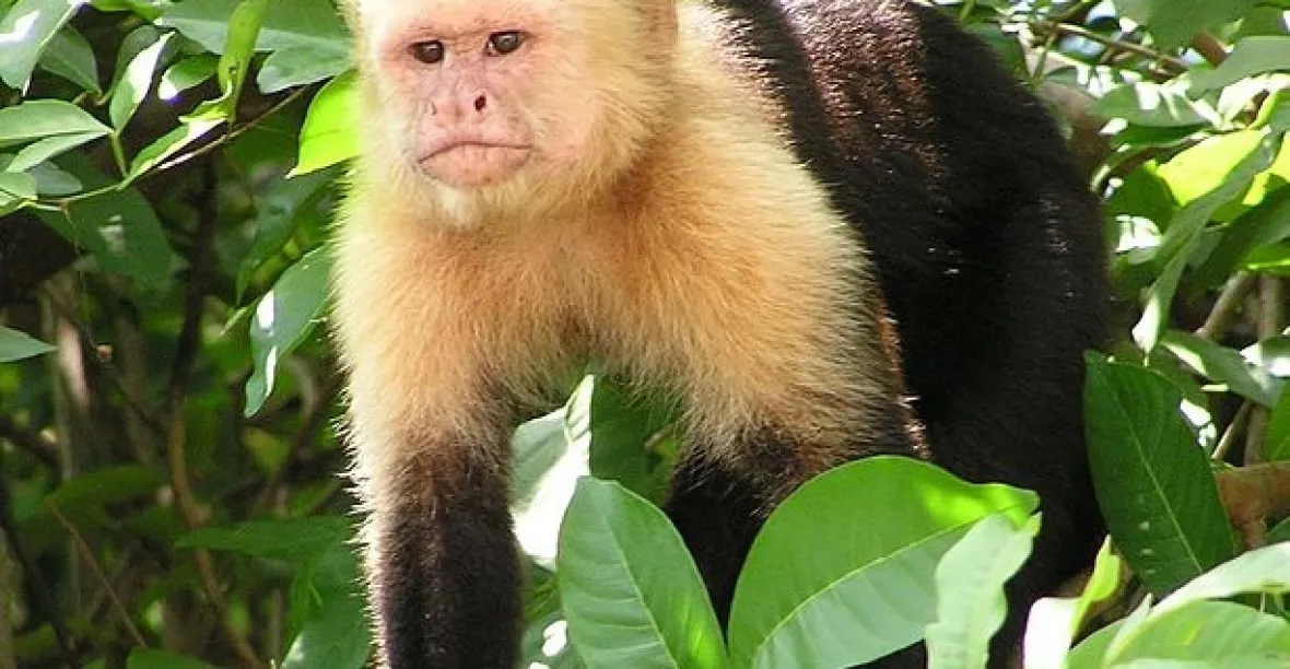 Opička-alkoholička se stala symbolem obchodu se zvířaty