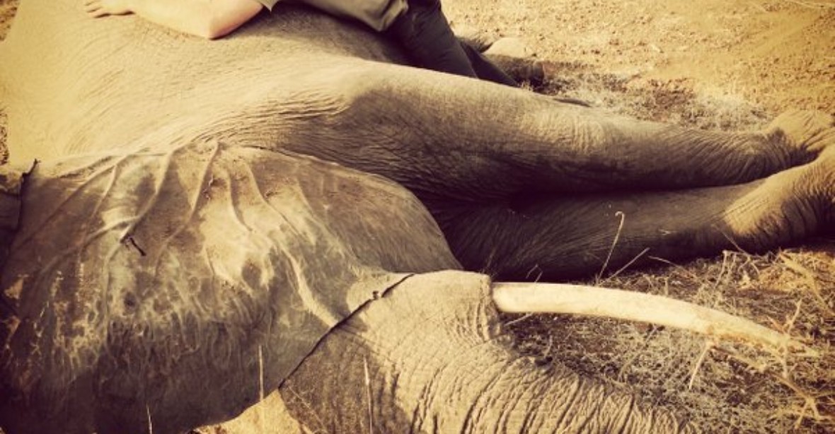 Princ proti pytlákům. Harry v Africe zachraňoval slony a nosorožce