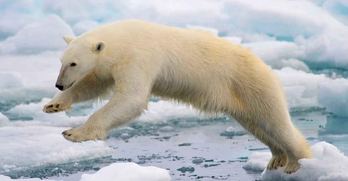 Krutá smrt medvědice v Arktidě rozhořčila Rusy