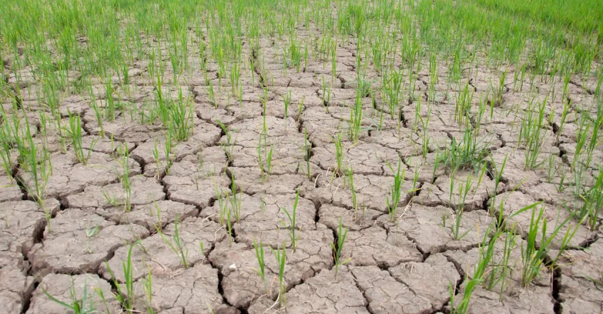 Špatná zpráva: Vedra a sucha ničí globální úrodu obilí