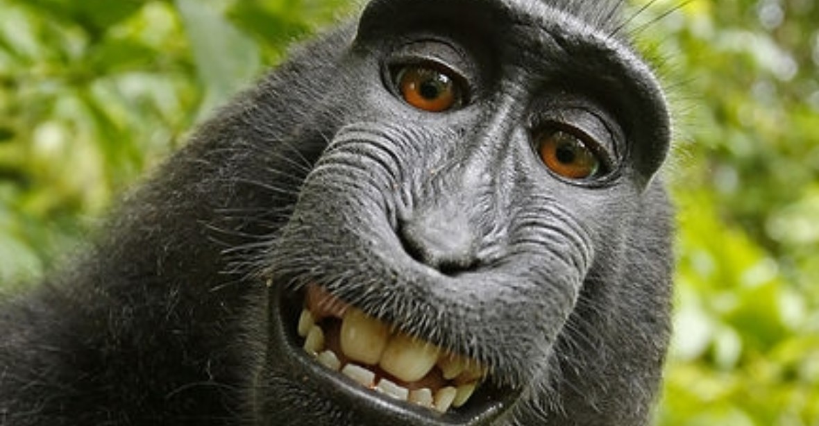 Případ opičího selfie: makakovi autorská práva nepatří