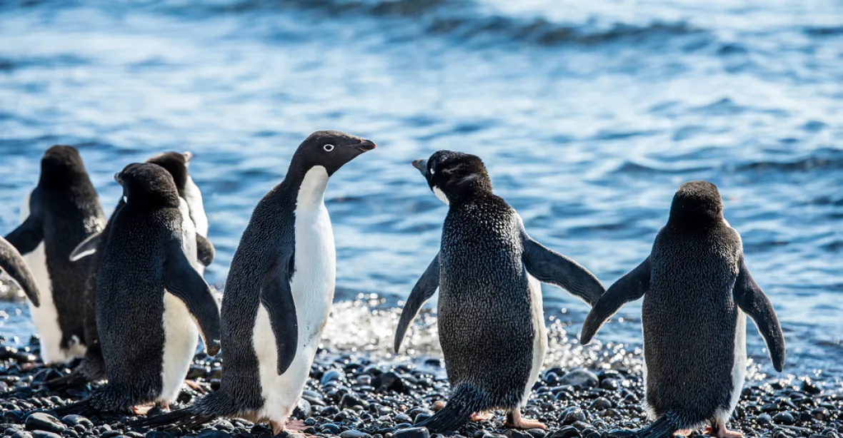 Na Antarktidě zemřelo 150 tisíc tučňáků