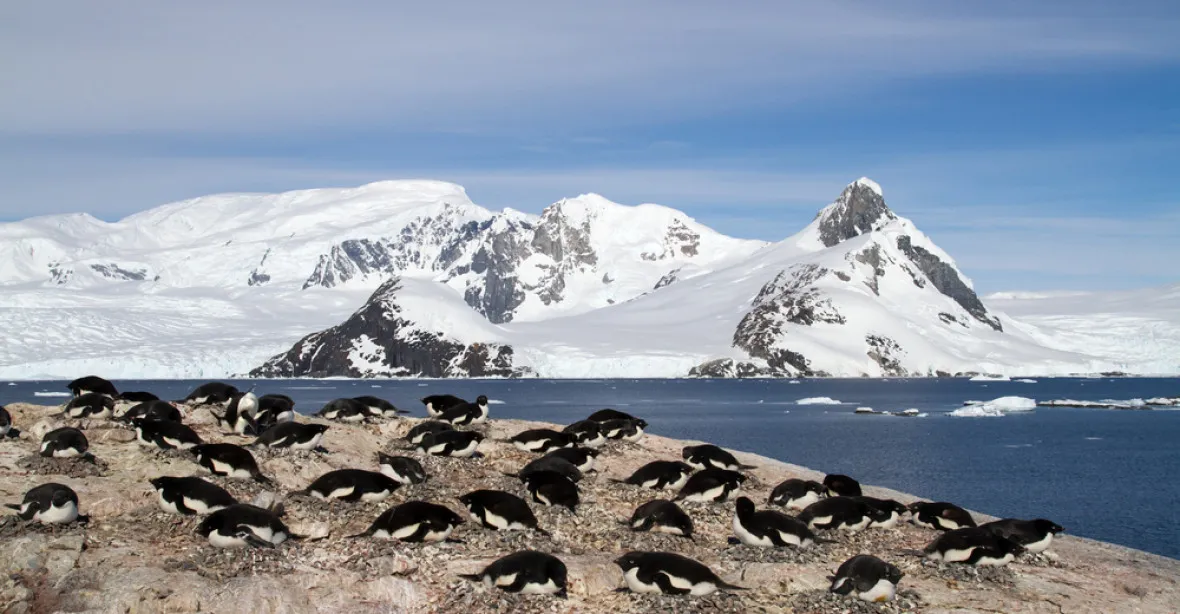 Velká tučňácká záhada. Tisíce možná neumřely, jen se přestěhovaly