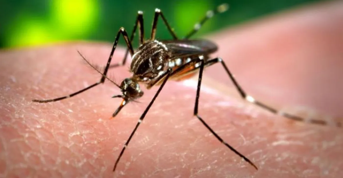 Virus zika je daleko nebezpečnější, než se myslelo