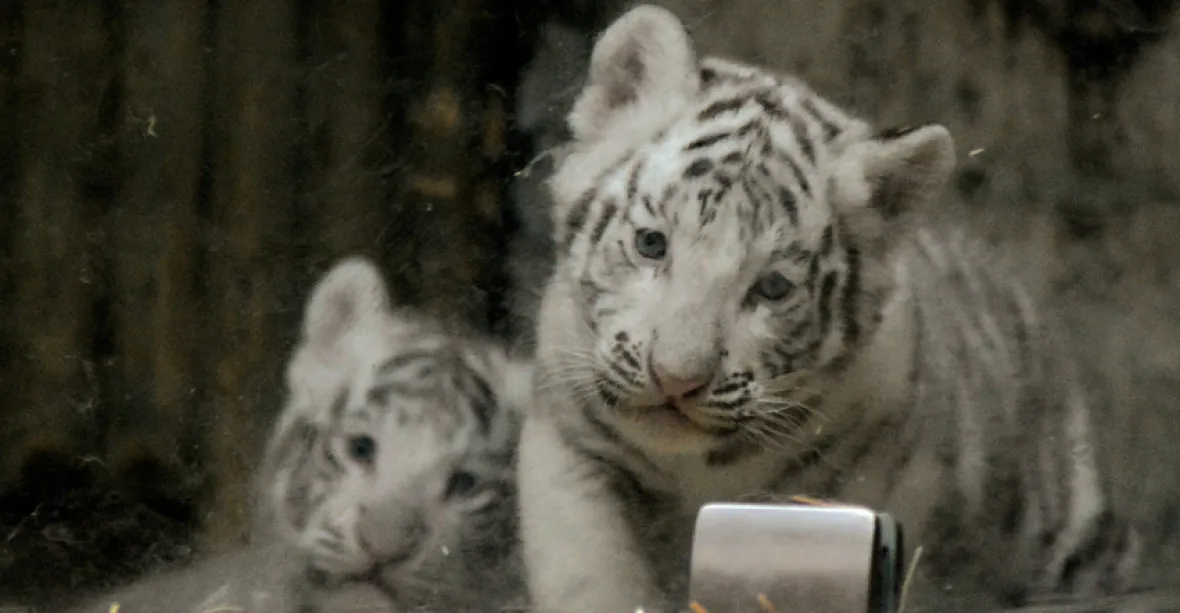 PODÍVEJTE SE: Liberecká zoo poprvé ukázala mláďata bílých tygrů