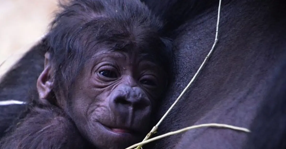 Pražská Zoo se raduje z nečekaného narození gorilího mláděte