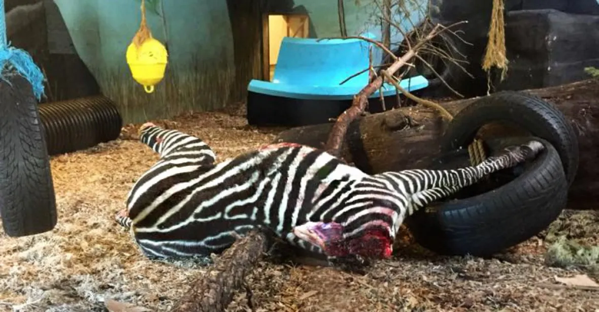 Zoo utratila zdravou zebru a předhodila ji tygrům do výběhu