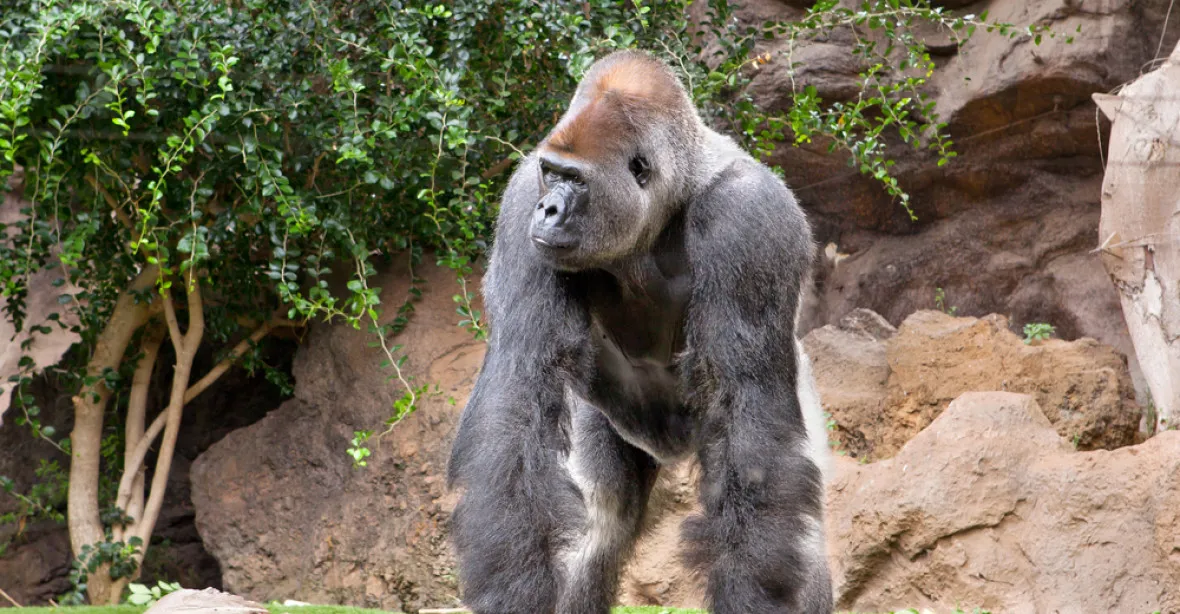 Ošetřovatelé v zoo zabili gorilu, aby ochránili dítě ve výběhu