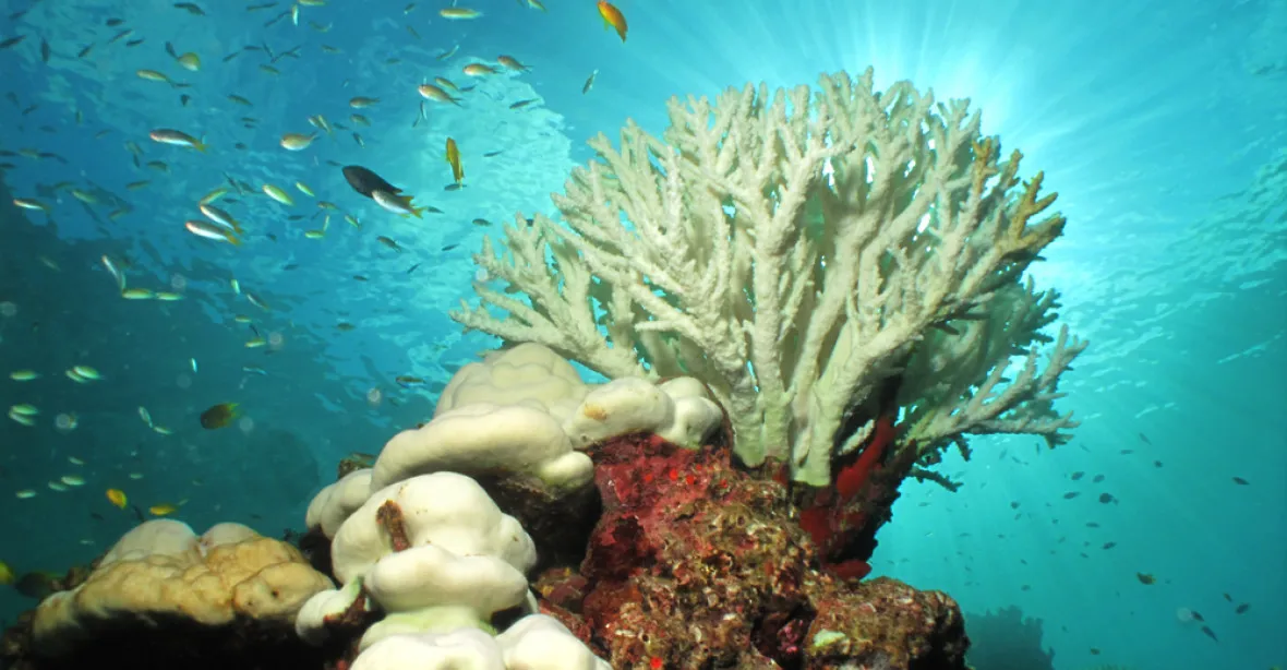 Největší korálový útes na světě umírá, koráli ve velkém bělají