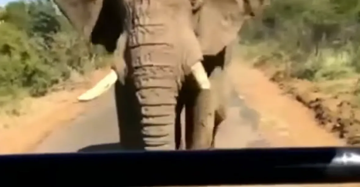 Na Schwarzeneggera při safari v JAR zaútočil slon