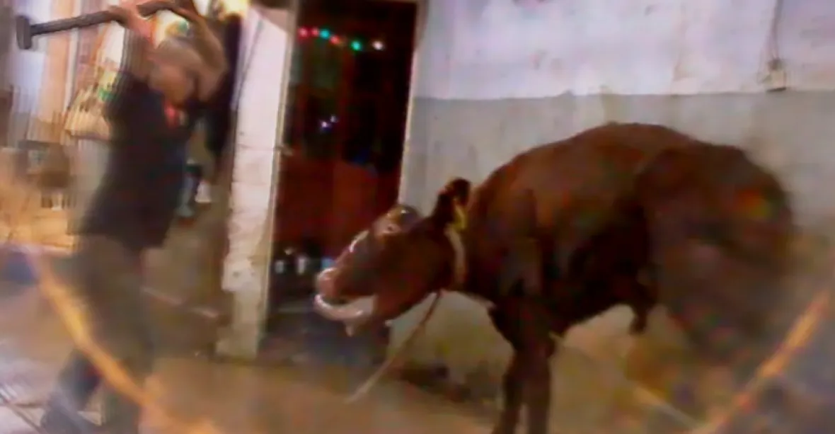 Vietnamští obchodníci zabíjejí krávy několika údery do hlavy