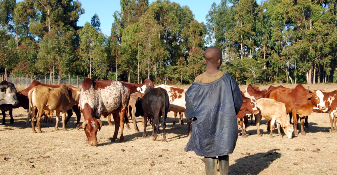 12letou dceru vyměnil za stádo krav. Čekaly ji měsíce znásilňování