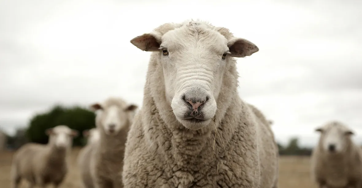 Rakouský farmář nechal Turka pást ovce. Ten jich 80 rituálně podřezal