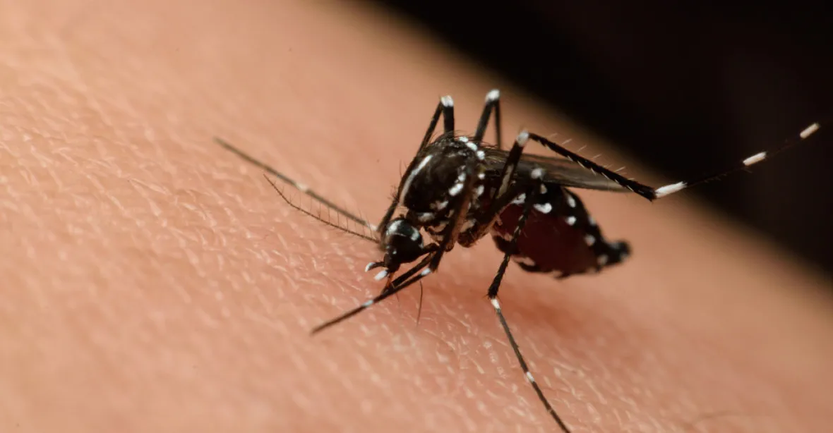 Lékaři odhalili virus zika u šestnácti Čechů, olympionici z Brazílie bez potíží