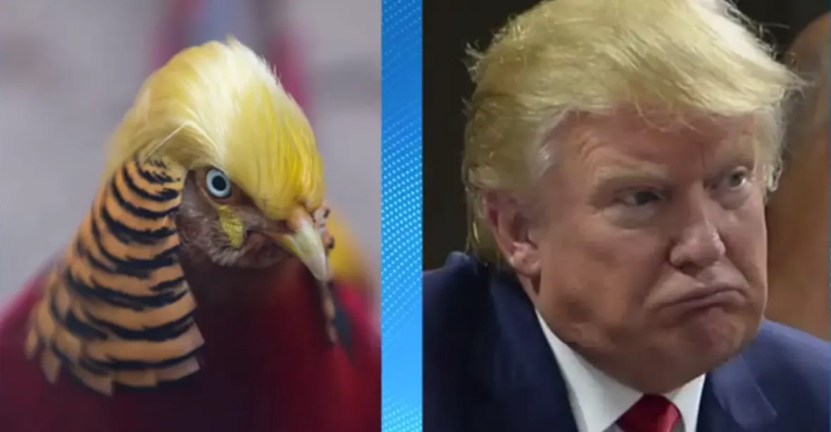 Čínská zoo láká návštěvníky na ‚bažanta Trumpa‘