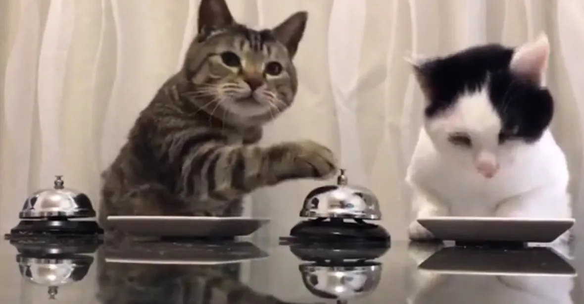 VIDEO: Pavlov naruby. Kočky nutí výzkumníky, aby je po zazvonění krmili