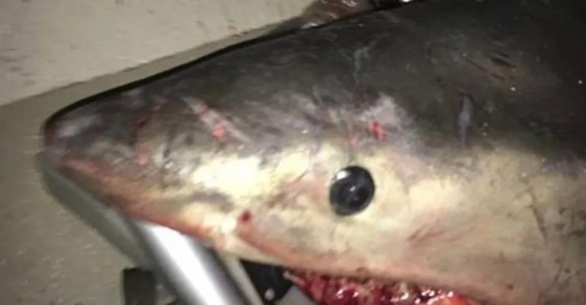 Rybáři skočil do člunu velký bílý žralok, zaskočeného muže těžce zranil