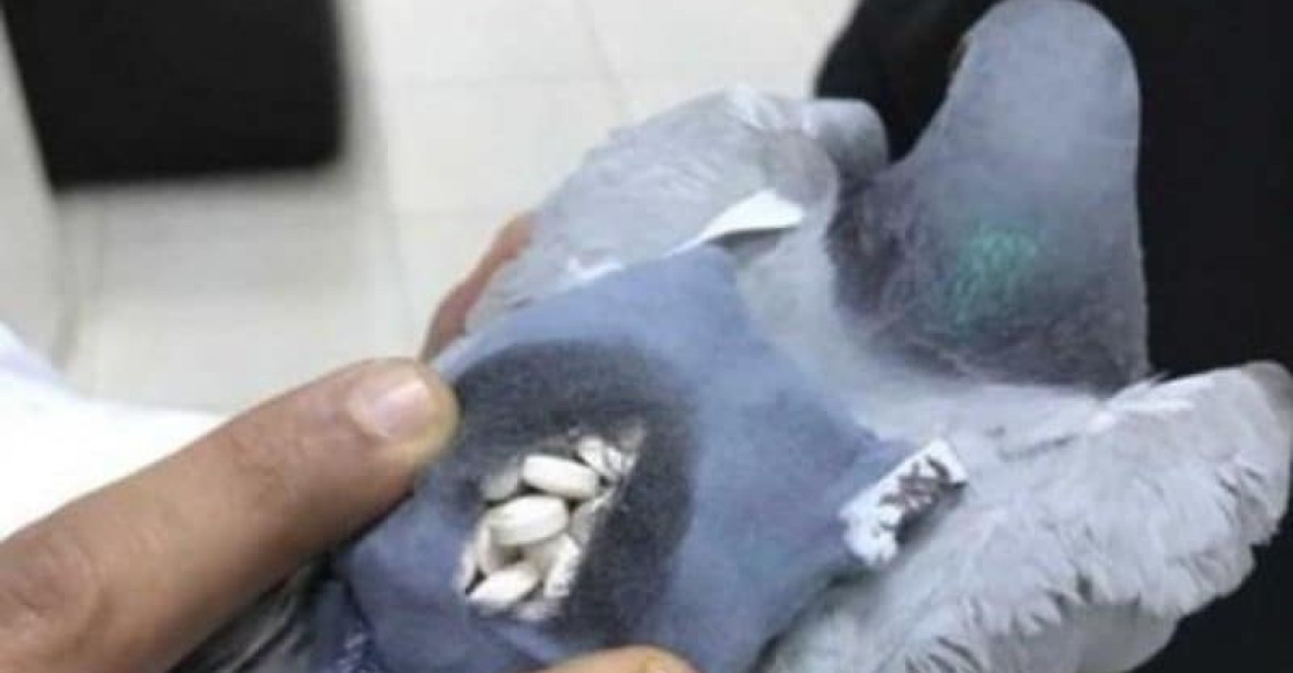 Jak se v Kuvajtu pašují drogy? Stačí holub a malý baťůžek