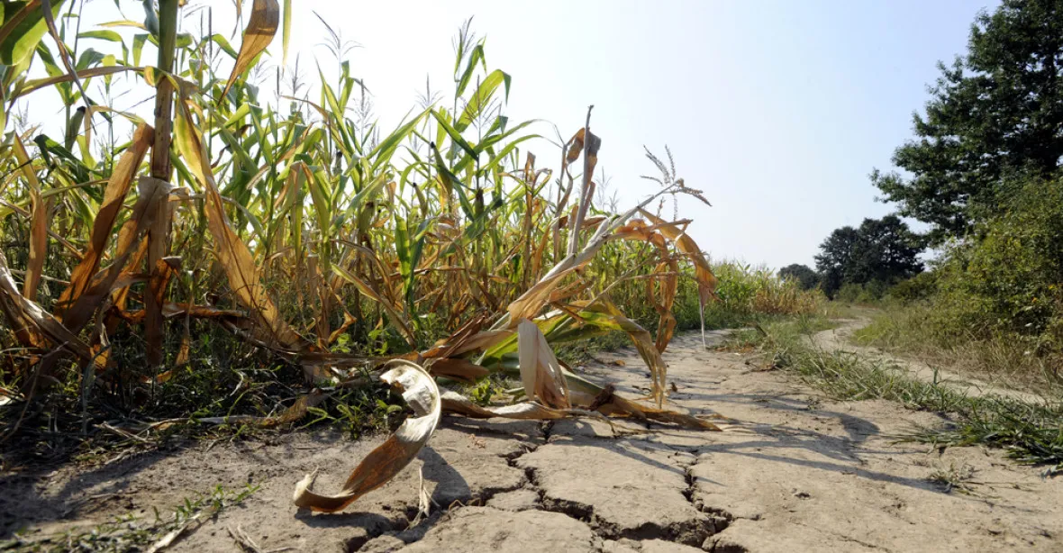 Extrémní sucho: obilí je poloviční, Labe nesplavné