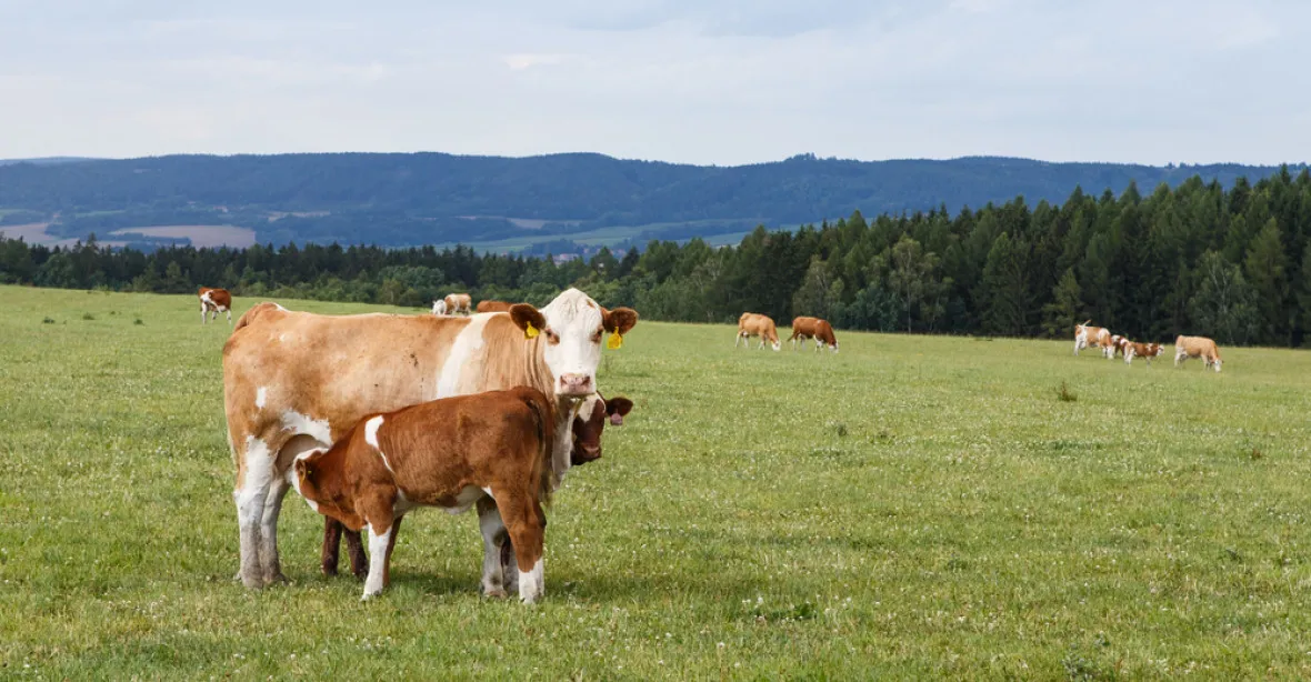 Česko platí stamilionovou pokutu kvůli kravám. Poškodil nás i Agrofert?