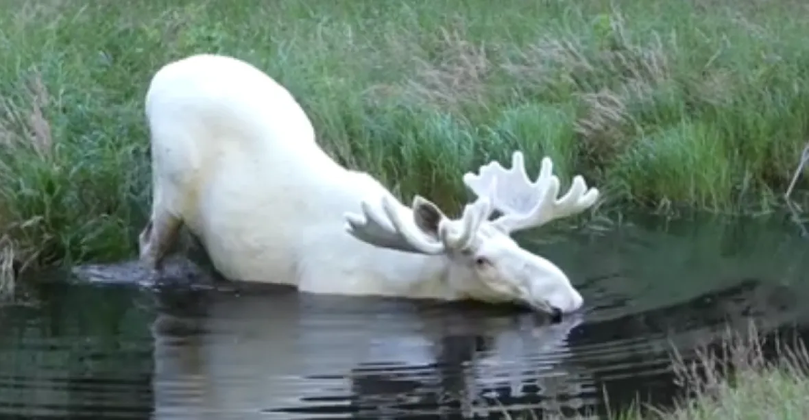 VIDEO: Hitem internetu se staly záběry vzácného bílého losa