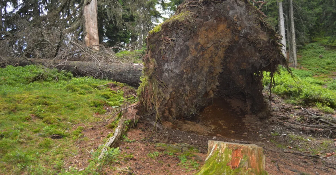 Bouřky na Šumavě vyvrátily desítky tisíc stromů. Srovnatelně s orkánem Niklas