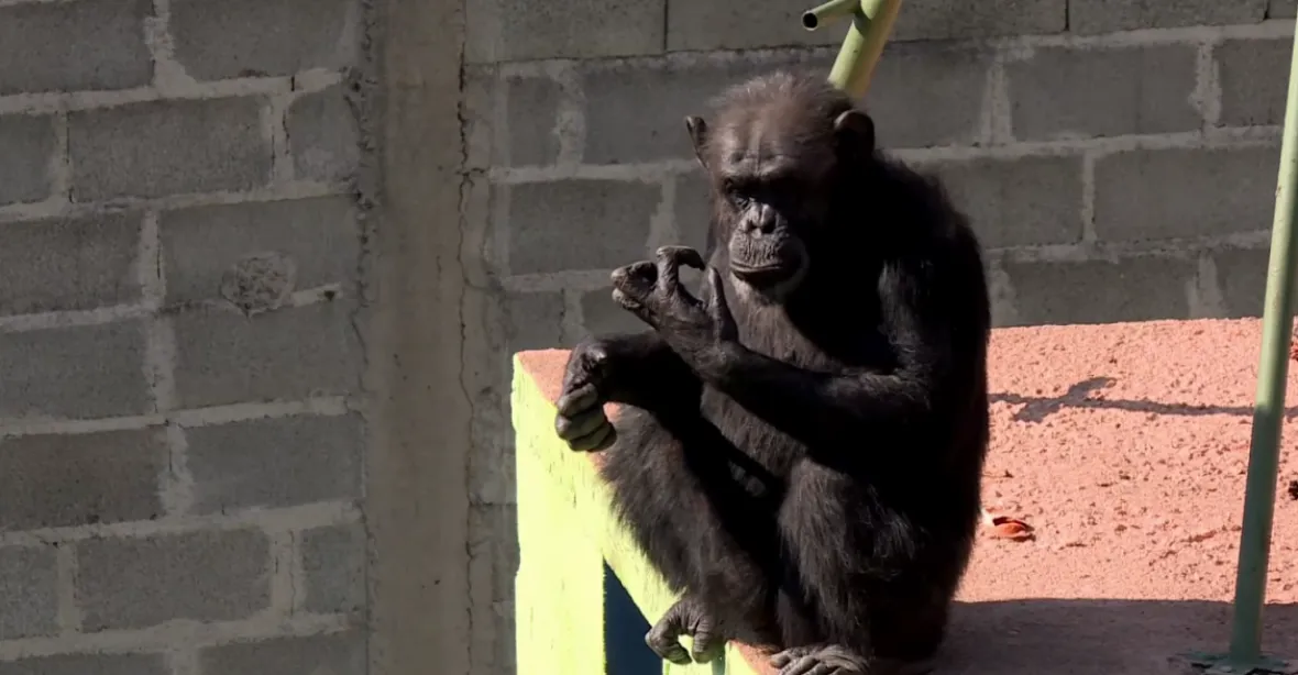 Šimpanzí deprese. Ztrápená samice z Argentiny se léčí v Brazílii