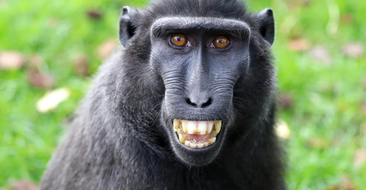 Spor o opičí selfie skončil. Opice „vysoudila“ čtvrtinu příjmů ze svého autoportrétu