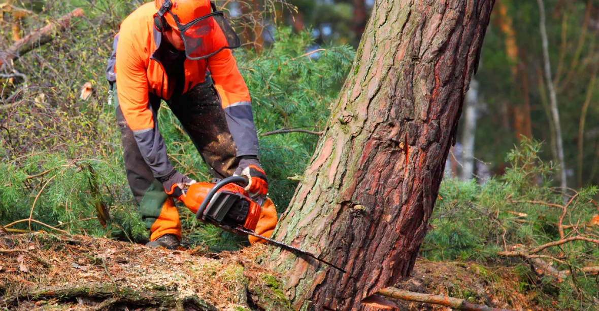 Ministerstvo zakázalo vlastníkům lesů kácet smrky a borovice