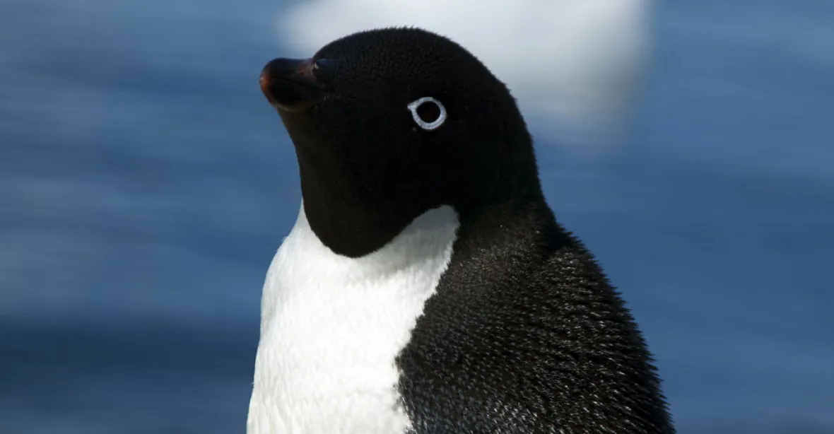 V Antarktidě uhynuly tisíce mláďat tučňáků, přežila jen dvě