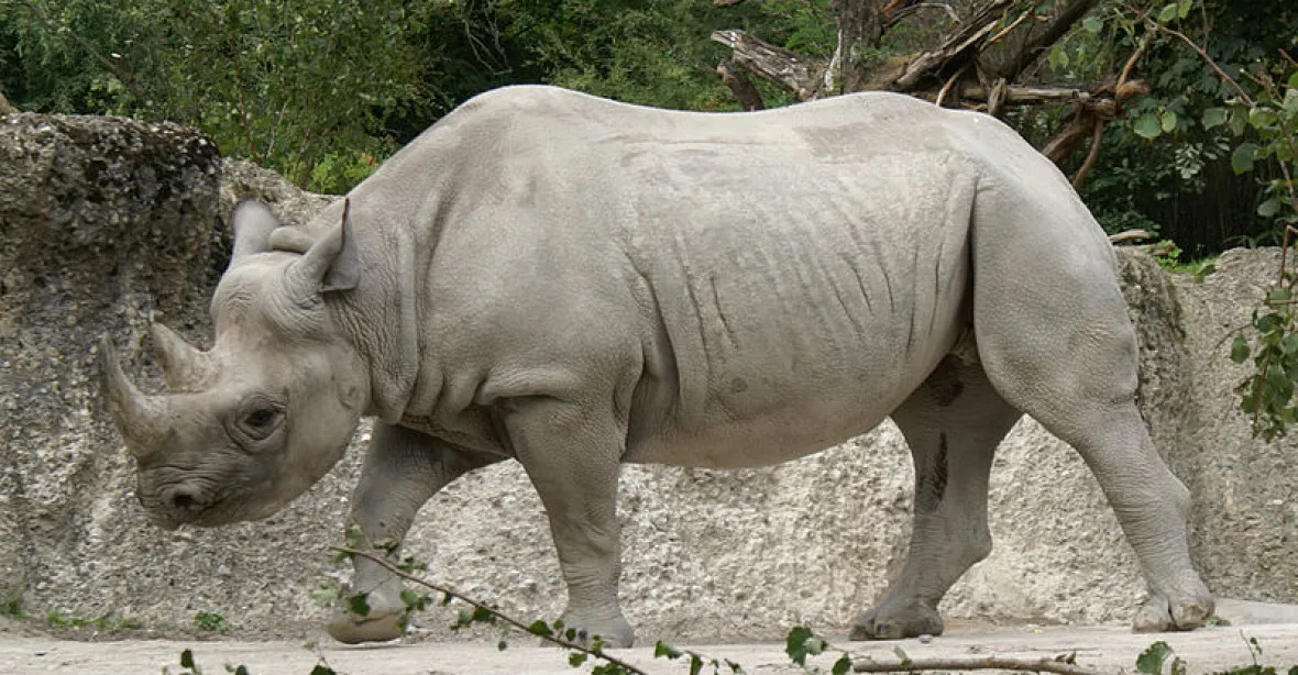 Nosorožčí samička Eliška z dvorské zoo uhynula v Tanzanii. Zranil ji samec