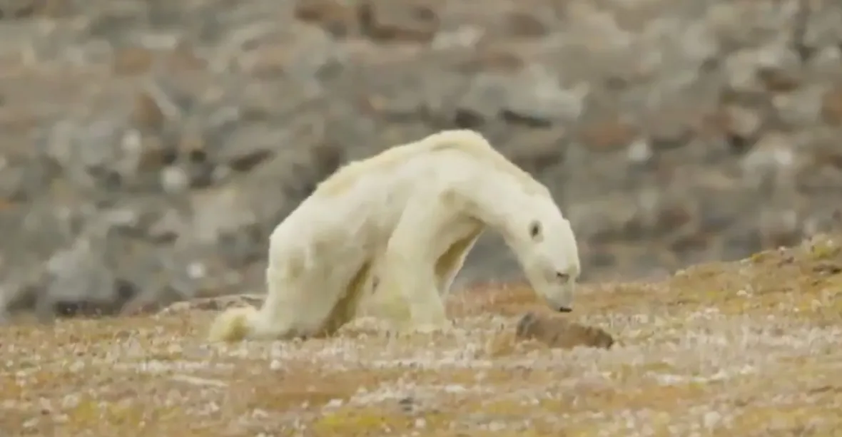 Alarmující video ke globálnímu oteplování: Poslední chvíle umírajícího ledního medvěda