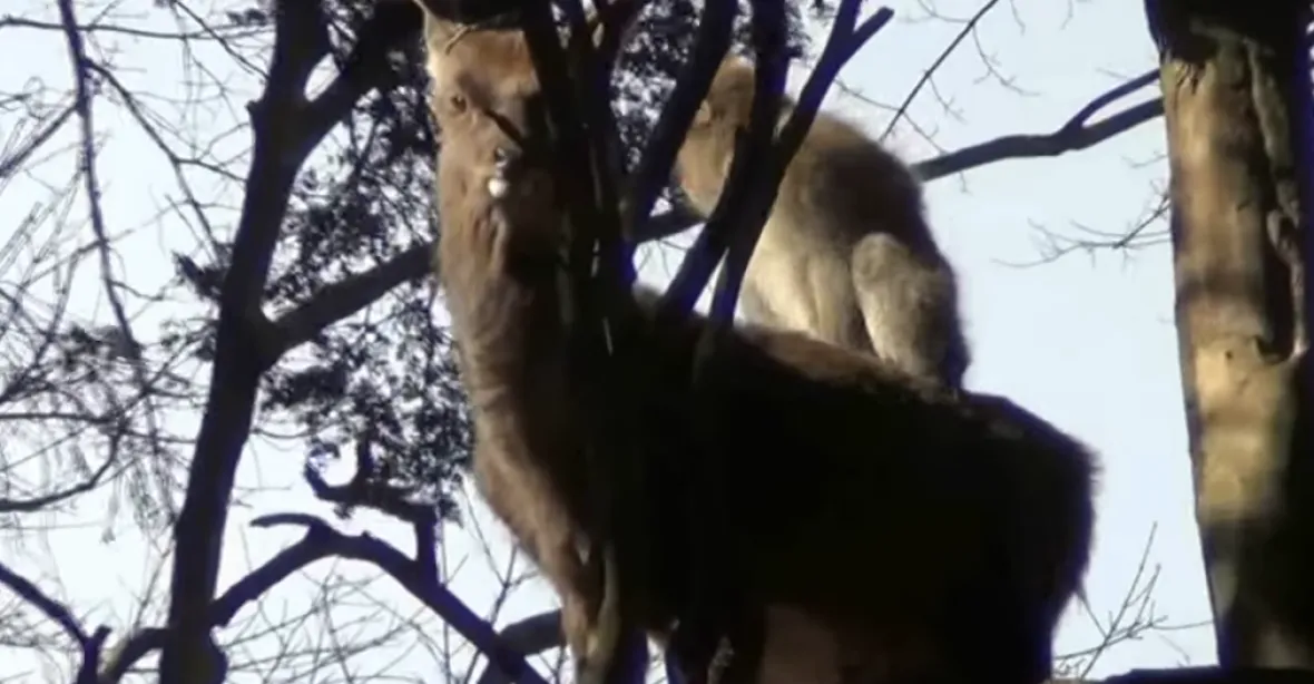 VIDEO: Samice makaků lezou na jeleny. Vědci mluví o chování sexuální povahy