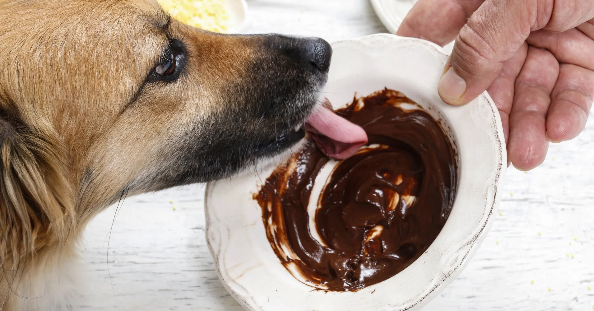Почему собакам нельзя сыр. Шоколад для собак. Собака ест лакомство. Вкусняшки для собак отравленные. Собака ест пончик.