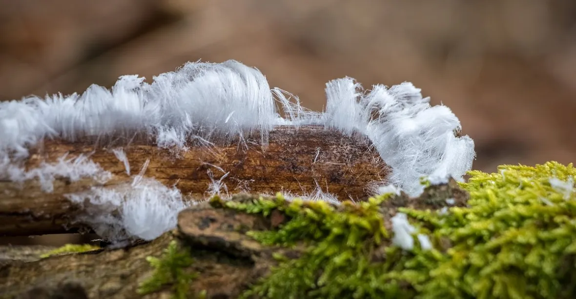 Pozoruhodný úkaz: v českých lesích jsou k vidění ledové vlasy