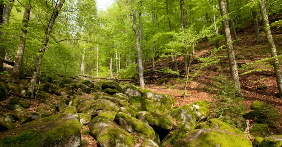 Lesy ČR odvedly státu tři miliardy korun, nejméně od roku 2013