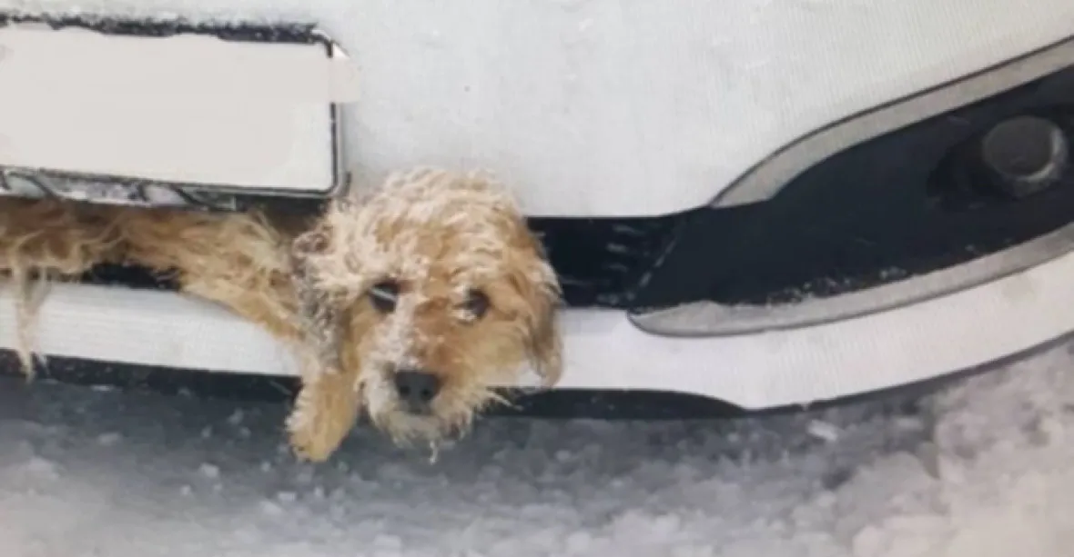 Řidiči uvízl v nárazníku auta pes, všiml si ho až po pěti kilometrech