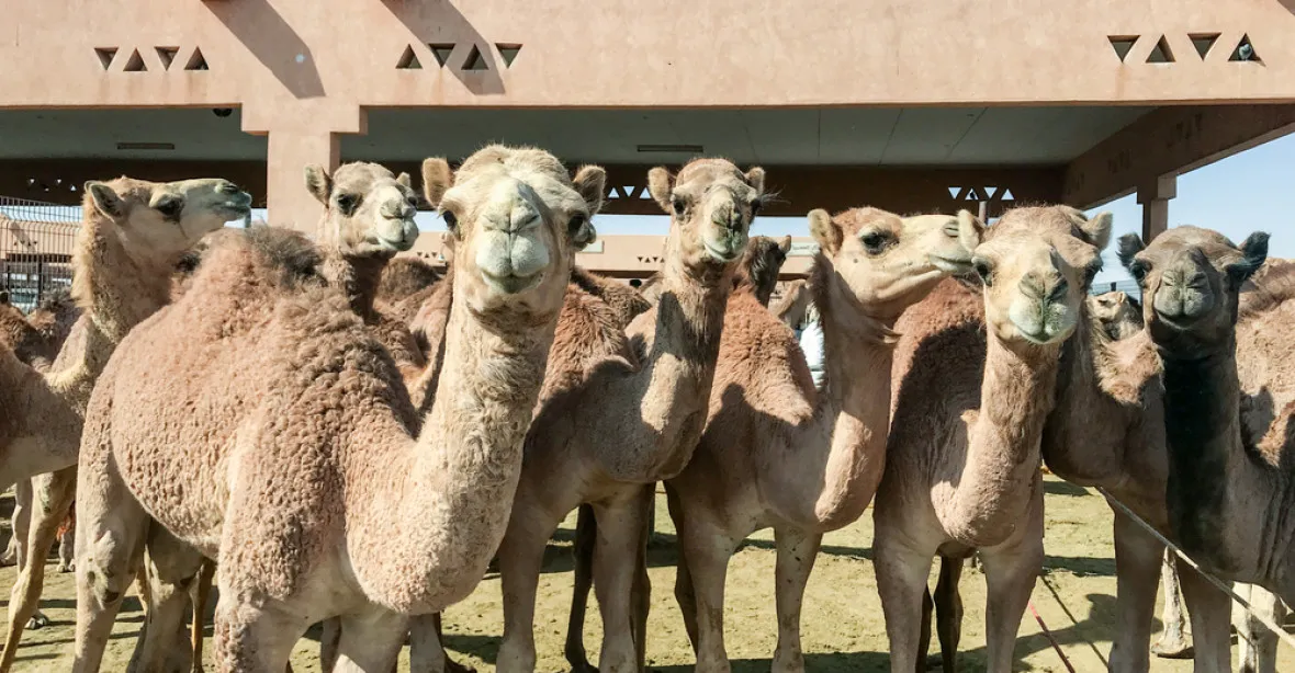 Saúdská porota vyloučila ze soutěže krásy velbloudy vylepšené botoxem