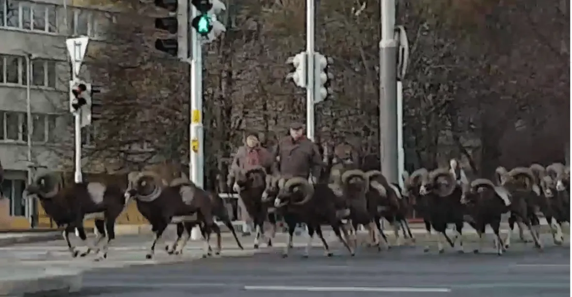 VIDEO: Pražští mufloni baví internet. Na přechodu čekají na zelenou