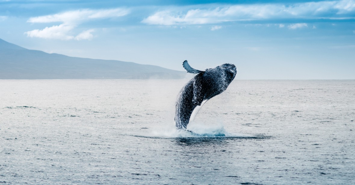Norsko zvýšilo kvótu pro lov velryb, aktivistům i EU navzdory