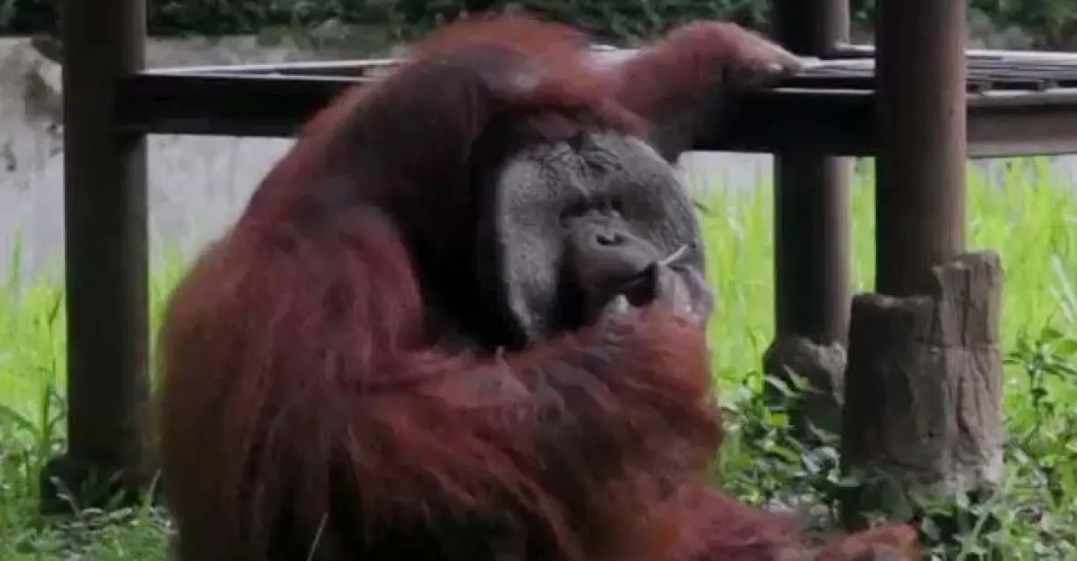 Orangutan v zoo kouřil cigaretu. Zahrada a ošetřovatelé čelí kritice